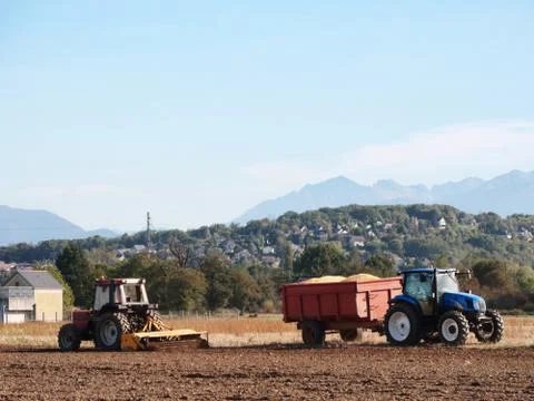 Corn harvest Fotos de archivo