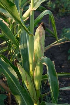 Corn harvest Stock Photos
