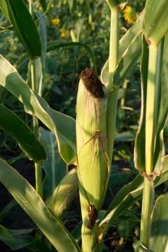Corn harvest Stock Photos