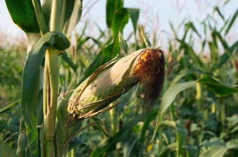 Corn harvest Stock Photos