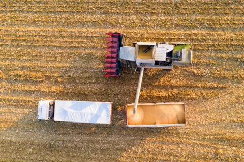 Corn harvest Foto stock