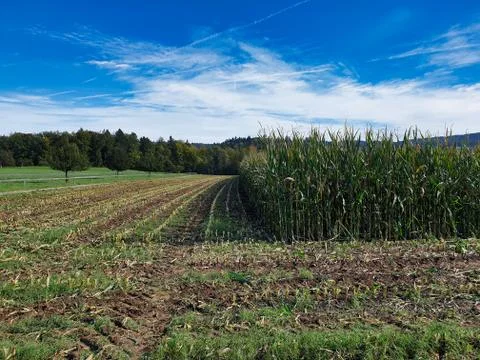 Corn harvest. Stock Photos
