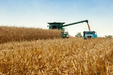 Corn harvest Stock Photos