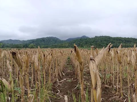 The corn harvest 스톡 사진