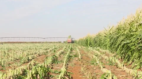 Corn harvest in progress with tractor and harvester working in the field 스톡 동영상 318831284