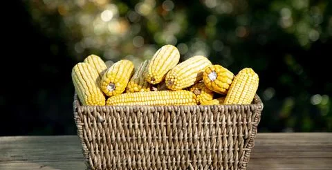 Corn harvest in rustic basket. Corn organic harvest. Corn agriculture conce.. Stock Photos