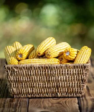 Corn harvest in rustic basket. Corn organic harvest. Corn agriculture concept Foto stock