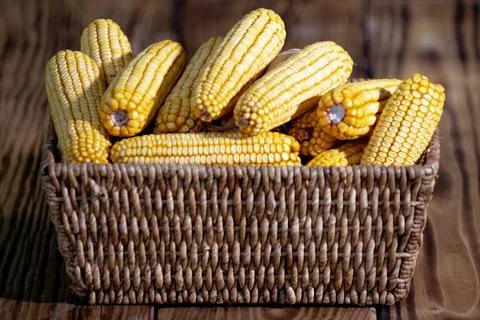 Corn harvest in rustic basket. Corn harvest organic food. Corn agriculture co Stock Photos