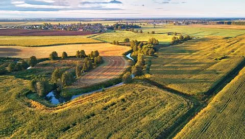 Corn harvest. September agriculture fields aerial panorama. Stock Photos