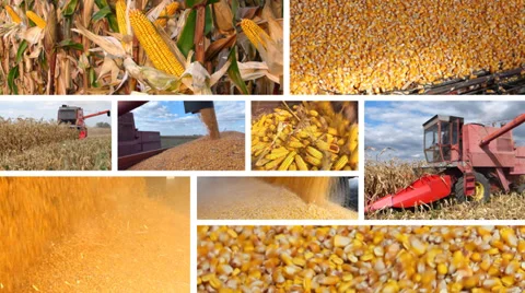 Corn harvest split screen Stock Footage 33472933