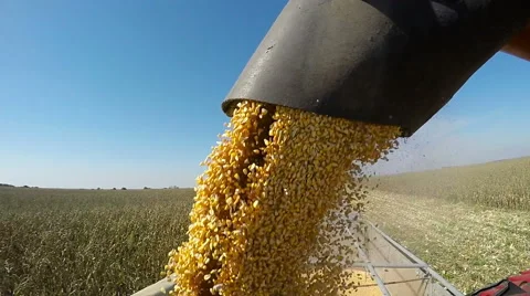 Corn Harvest Unload into Semi Trailer Vidéo