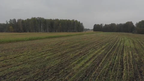 Corn harvested. Aerial drone view Vídeo Stock 317548103