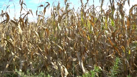 Corn harvested field in wind. View from side window of car - hand-held camera Stock Footage 94616792