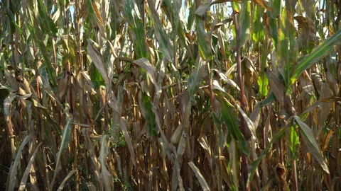 Corn harvested field in wind. View from side window of car - hand-held camera Stock Footage 94617033