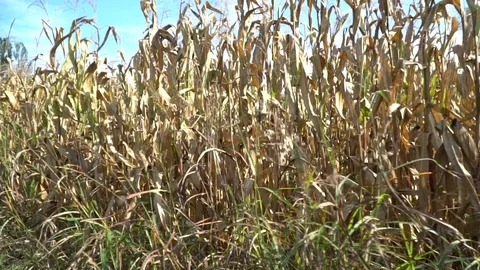Corn harvested field in wind. View from side window of car - hand-held camera Stock Footage 94617044