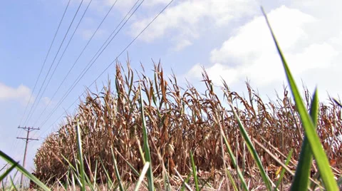 Corn Harvester Combine Close-up Video stock 31164151