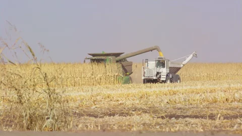 Corn harvester combine harvests corn stalks and transfers processed kernels Stock Footage 204059900