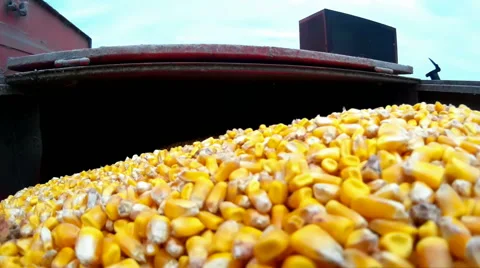 Corn Harvester Stock Footage 45587039
