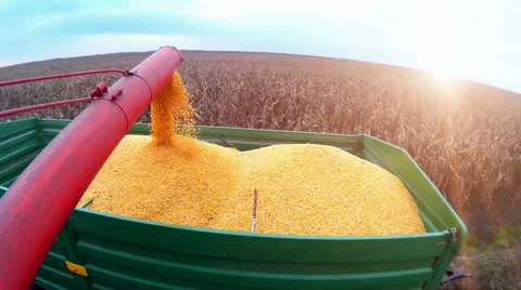 Corn Harvester Stock Footage 45588568