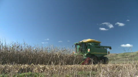 Corn harvester side on into sun Stock Footage 760418