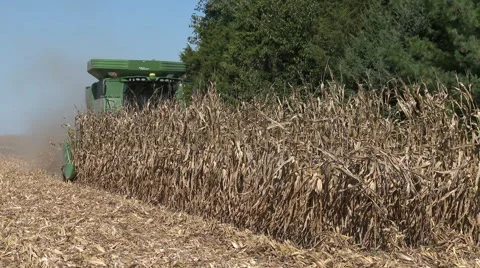 Corn harvester at work near end of rows of corn, 4K. Stock Footage 68768892