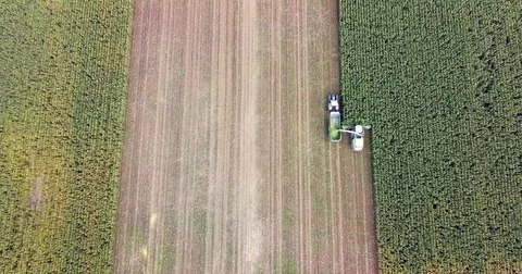 Corn harvesting from above top down aerial shot Stock Footage 81885281