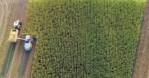 Corn harvesting from above top down aerial shot Stock Footage 81887415