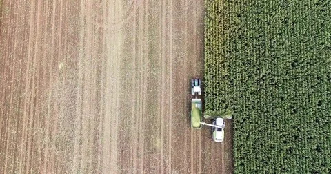 Corn harvesting from above top down aerial shot Stock Footage 81887580