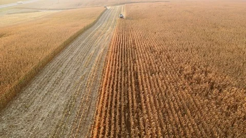 Corn harvesting aerial Stock Footage 100636663
