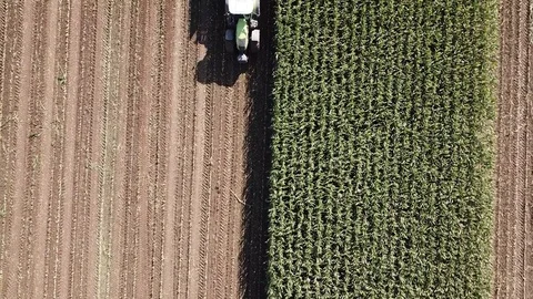 Corn harvesting aerial shot Stock Footage 80096501