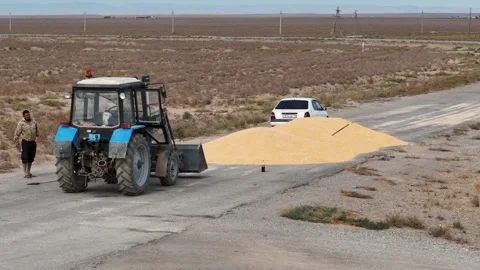 Corn harvesting and transportation. Central Asia Stock Footage 318584618