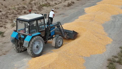 Corn harvesting and transportation. Central Asia Stock Footage 318585390