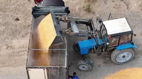 Corn harvesting and transportation. Central Asia Stock Footage 318586177