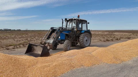 Corn harvesting and transportation. Central Asia Stock Footage 318588349