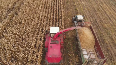 Corn harvesting in autumn Stock Footage 150137005