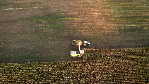 Corn harvesting in corn field. Forage harvester on maize harvest for silage. Stock Footage 252768372
