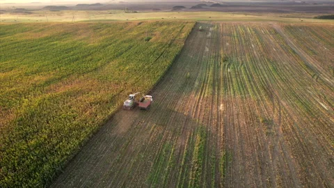 Corn harvesting in corn field. Forage harvester on maize harvest for silage. Stock Footage 252768993