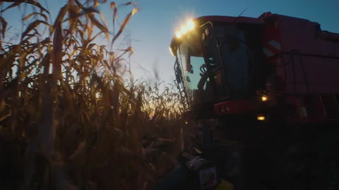 Corn harvesting in the evening - corn stalks falling into combine header Stock Footage 145353325