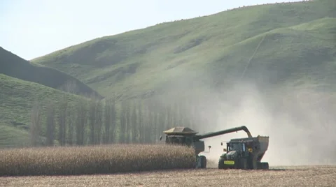 Corn harvesting Stock Footage 7747996