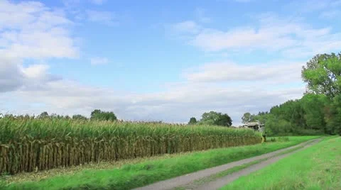 Corn harvesting Stock Footage 12234122