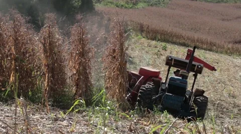 Corn harvesting Video stock 51202160