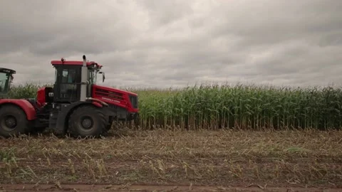 Corn harvesting Stock Footage 145680126