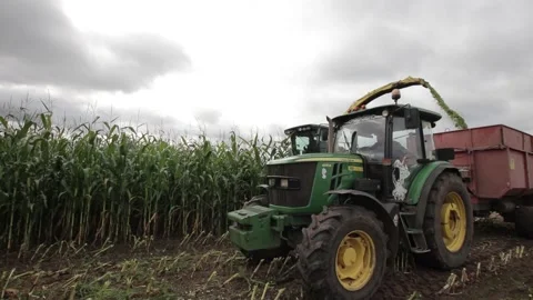 Corn harvesting Stock Footage 145680186