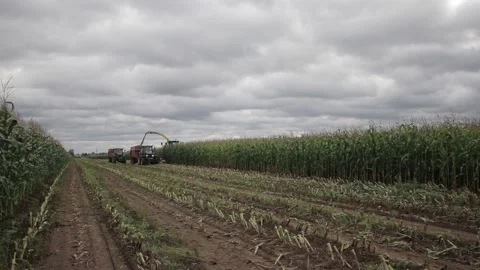 Corn harvesting Stock Footage 145680192
