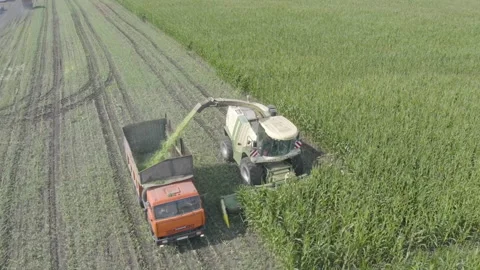 Corn Harvesting Видео 231146041