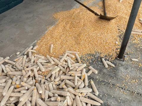 Corn Harvesting: Kernels and Cobs on Concrete Surface Fotos de archivo