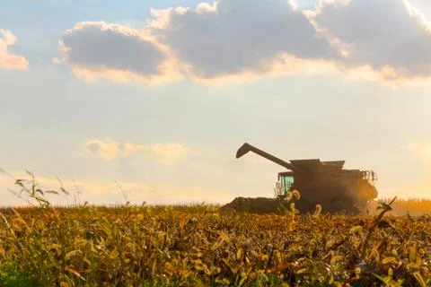 Corn harvesting machine in action Stock Photos