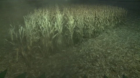 Corn harvesting at night Stock Footage 5091101