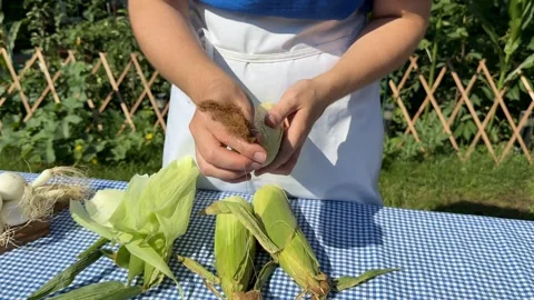 Corn Harvesting Outdoors Stock Footage 313364113