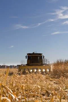 Corn harvesting Stock Photos